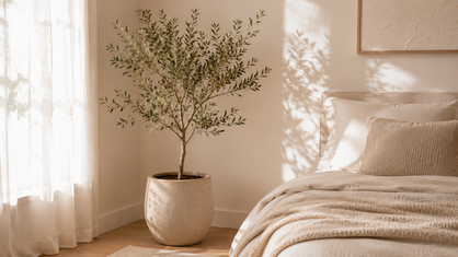 indoor olive tree plant in a minimalist bedroom corner